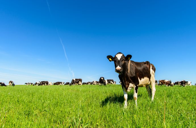 Antalet ekologiska mjölkkor ökade 2020