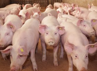Högre risk för afrikansk svinpest i fyra län