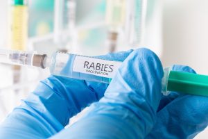 Rabies inom EU – hur står det till?