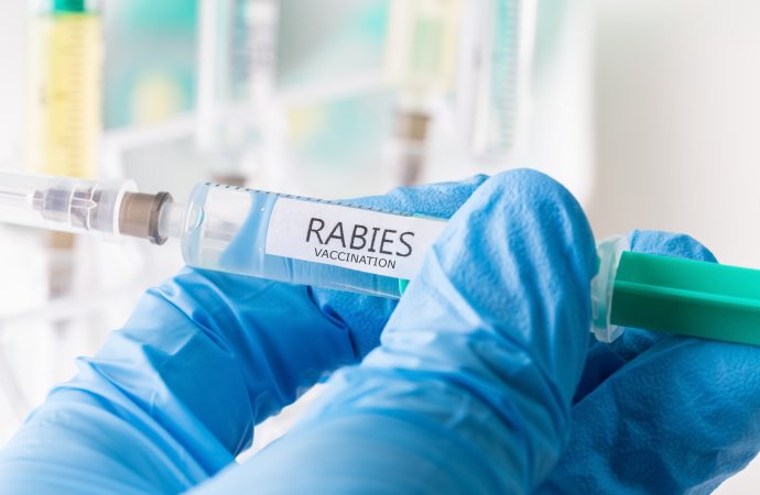 Rabies inom EU – hur står det till?