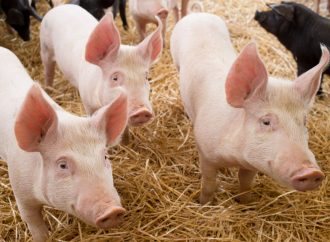 Bättre möjligheter att skydda svenska grisar och nötkreatur mot PRRS och paratuberkulos