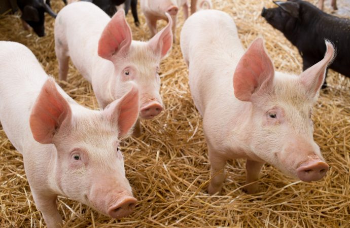 Bättre möjligheter att skydda svenska grisar och nötkreatur mot PRRS och paratuberkulos