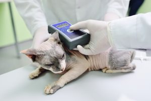 Krav på obligatorisk id-märkning och registrering för katter
