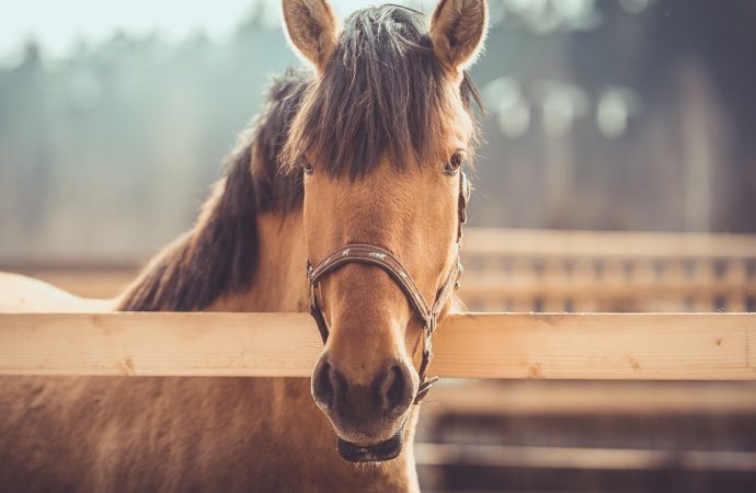 Resistensen mot avmaskningsmedel breder ut sig hos hästens spolmask