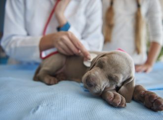 Veterinärer får inte anmäla smuggelhundar