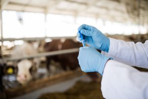 Antibiotikaplattformen – från gård till gaffel
