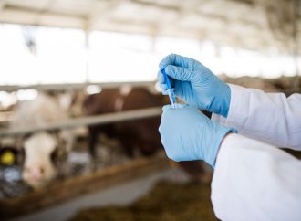 Antibiotikaplattformen – från gård till gaffel