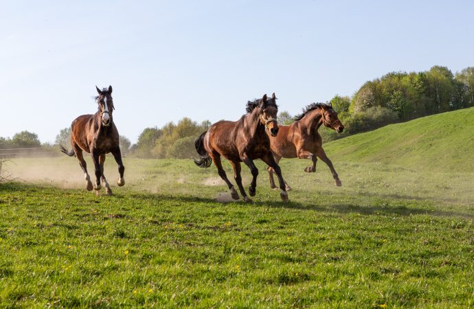 Dödlig sjukdom kopplad till rörlighet hos hästar