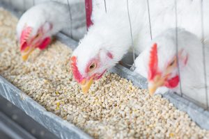 Inga nya fall av fågelinfluensa på tamfågel