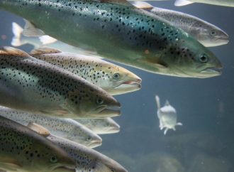 Ny studie dömer ut bedövningsmetod vid fiskslakt