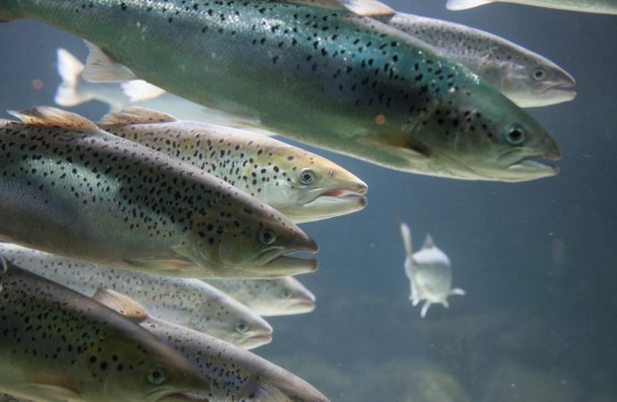 Ny studie dömer ut bedövningsmetod vid fiskslakt