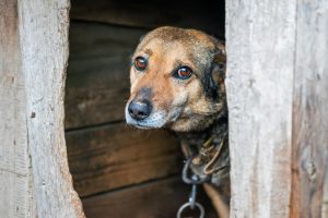 Riksdagen uppmanar regeringen att bekämpa hundsmuggling