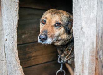 Riksdagen uppmanar regeringen att bekämpa hundsmuggling