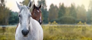 Handledning för veterinärer – Rehabplan häst