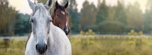 Handledning för veterinärer – Rehabplan häst
