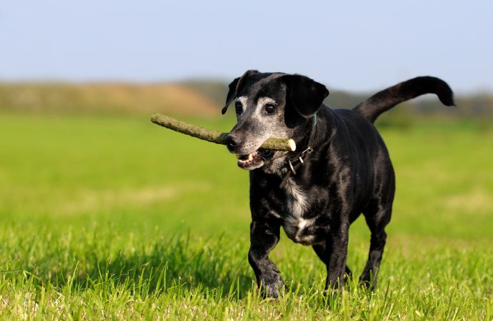 Ny forskning för hundar med artros