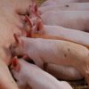 Ökad trygghet för grisföretagare