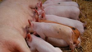 Ökad trygghet för grisföretagare