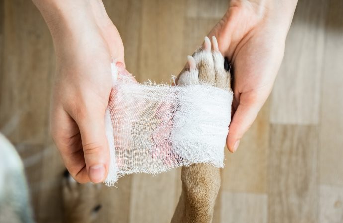 TSE-behandling av hundar visar på lovande resultat