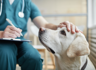 Endast 38 % av veterinärer upplever en god arbetsmiljö 