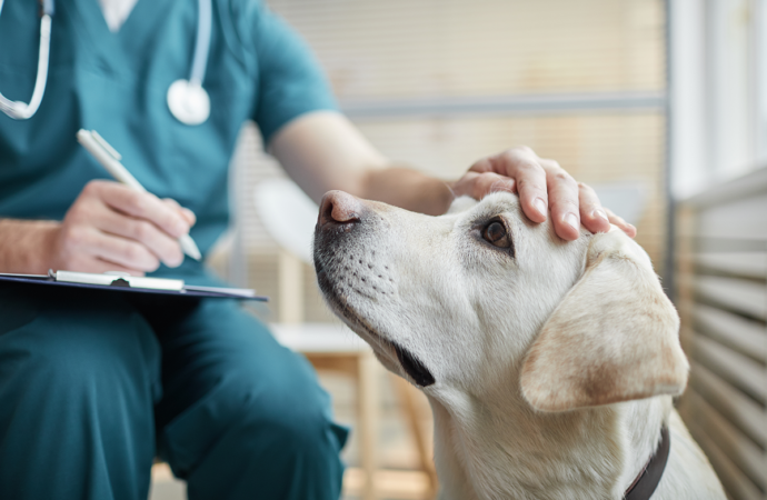 Endast 38 % av veterinärer upplever en god arbetsmiljö 