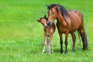 Utredning om Hippologprogrammets utveckling