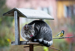 Fågelinfluensa upptäckt hos katter i Polen