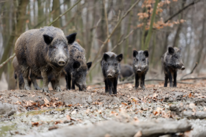Afrikansk svinpest upptäckt hos svenska vildsvin