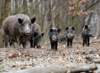 Afrikansk svinpest upptäckt hos svenska vildsvin