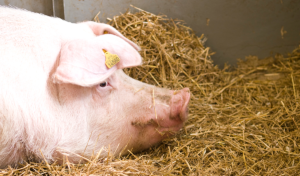 Förebyggande åtgärder krävs för att skydda grisbesättningar