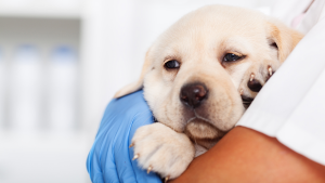 Ny forskning om kostnader inom veterinärvården