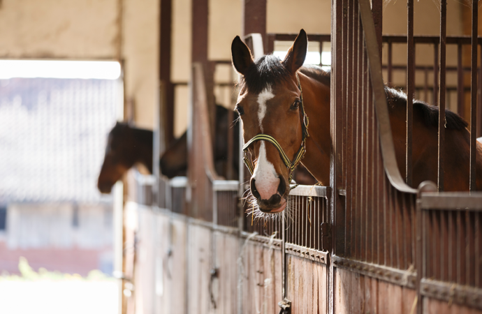 Agria vill bromsa skenande skadekostnader för hästar