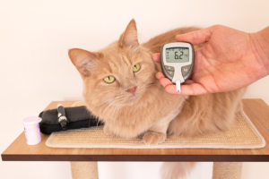 Ny flytande oral behandling av diabetes hos katter