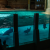 Delfin kvävd till döds i Kolmårdens delfinarium