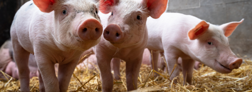 Bekämpning av svindysenteri i grisbesättningar