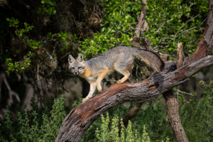 Grå rävar “lånar” pumors doft som skydd